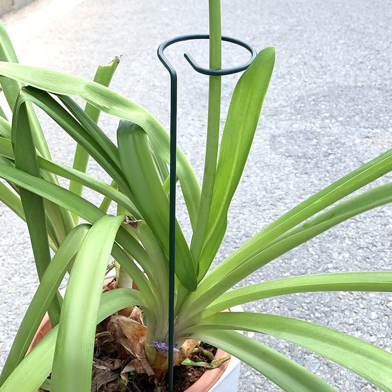 1-10pcs Metal Single Stem Plan - đánh giá và giá Gardening Tools Holder